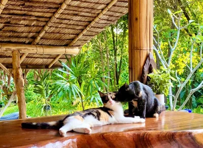 Secret Palm – 写真 14